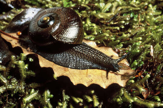 Image of Powelliphanta lignaria (Hutton 1888)