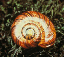 Image of Powelliphanta lignaria (Hutton 1888)