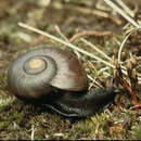 Image of Powelliphanta marchantii