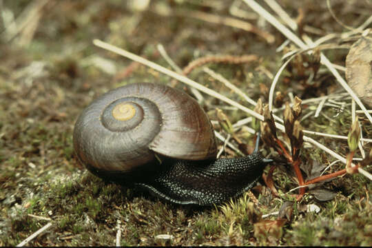 Image of Powelliphanta marchantii