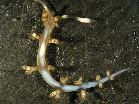 Image of Beautiful red-ring pastel slug