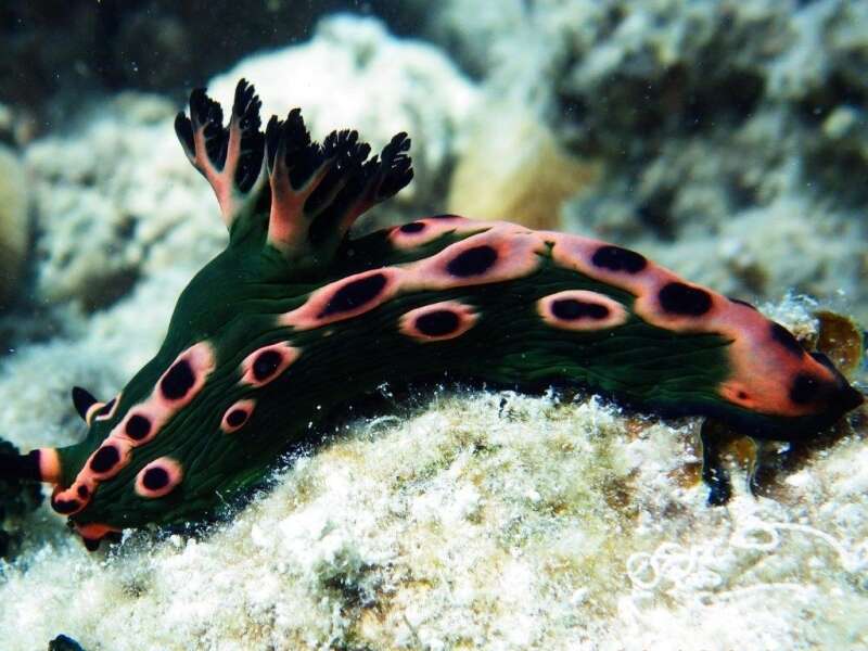 Image of Nembrotha rosannulata Pola, Cervera & Gosliner 2008