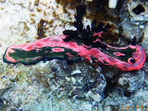 Image of Nembrotha rosannulata Pola, Cervera & Gosliner 2008