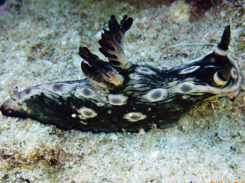 Image of Nembrotha rosannulata Pola, Cervera & Gosliner 2008