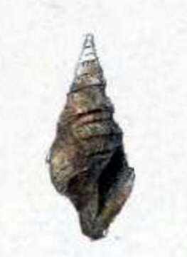 Image of Microdrillia niponica (E. A. Smith 1879)