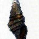 Image of Microdrillia triporcata (E. A. Smith 1879)