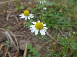 Imagem de Tripleurospermum inodorum (L.) Sch.-Bip