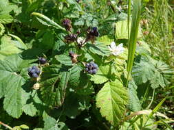 Image of Bramble