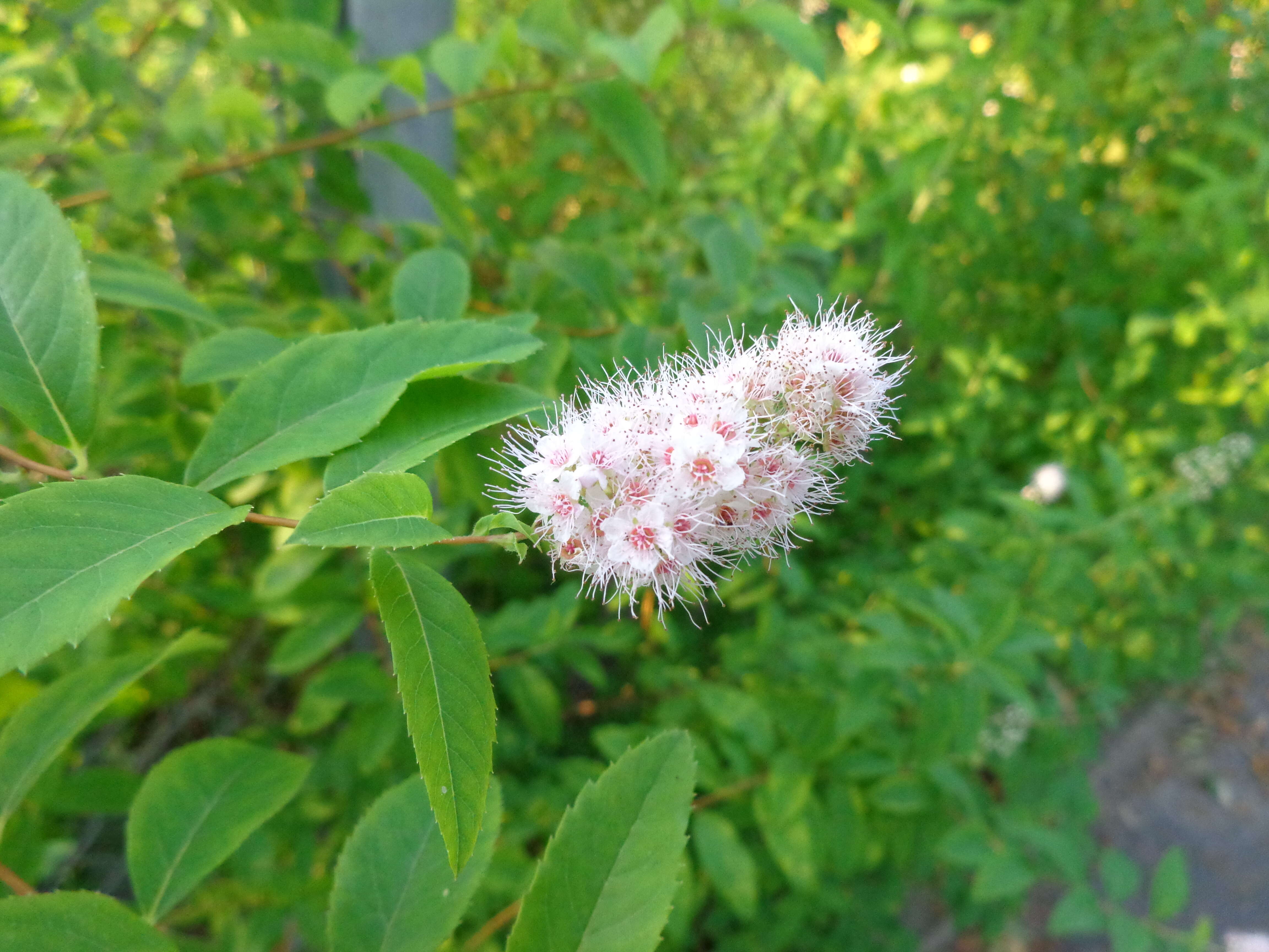 Imagem de Spiraea alba Du Roi