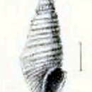 Image of Microdrillia patricia (Melvill 1904)