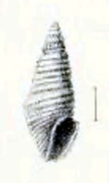 Image of Microdrillia patricia (Melvill 1904)