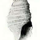 Image of Microdrillia zeuxippe (Dall 1919)