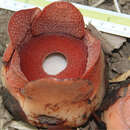 Image of Rafflesia consueloae