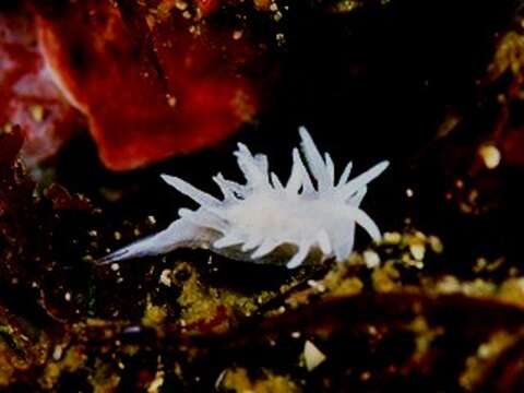 Image of Okenia japonica Baba 1949