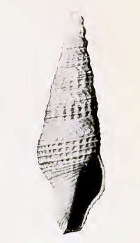 Image of Ophiodermella fancherae (Dall 1903)