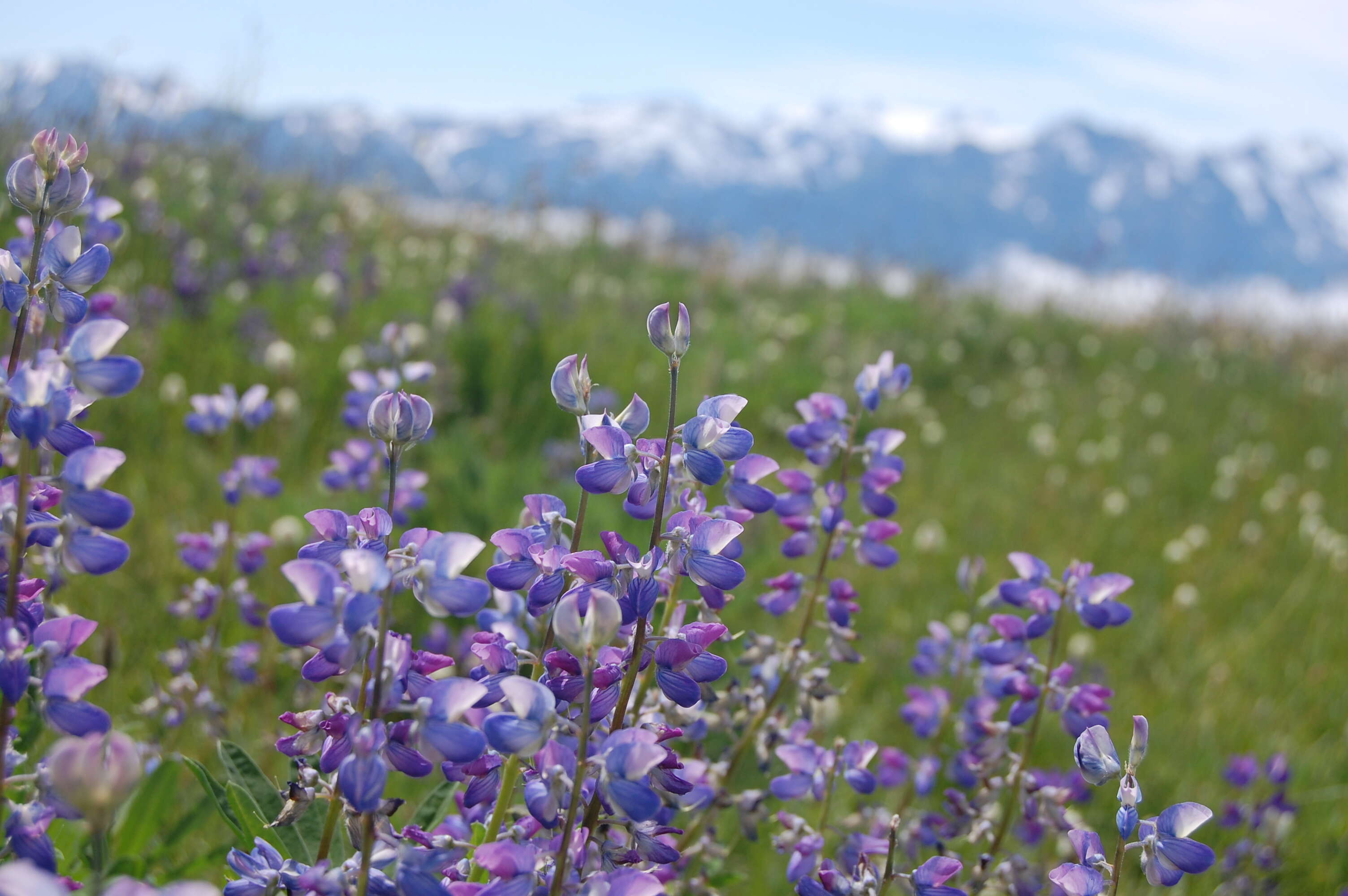 Image of broadleaf lupine