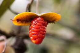 Image de Pittosporum bicolor Hook.