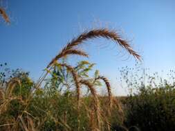 Plancia ëd Elymus canadensis L.