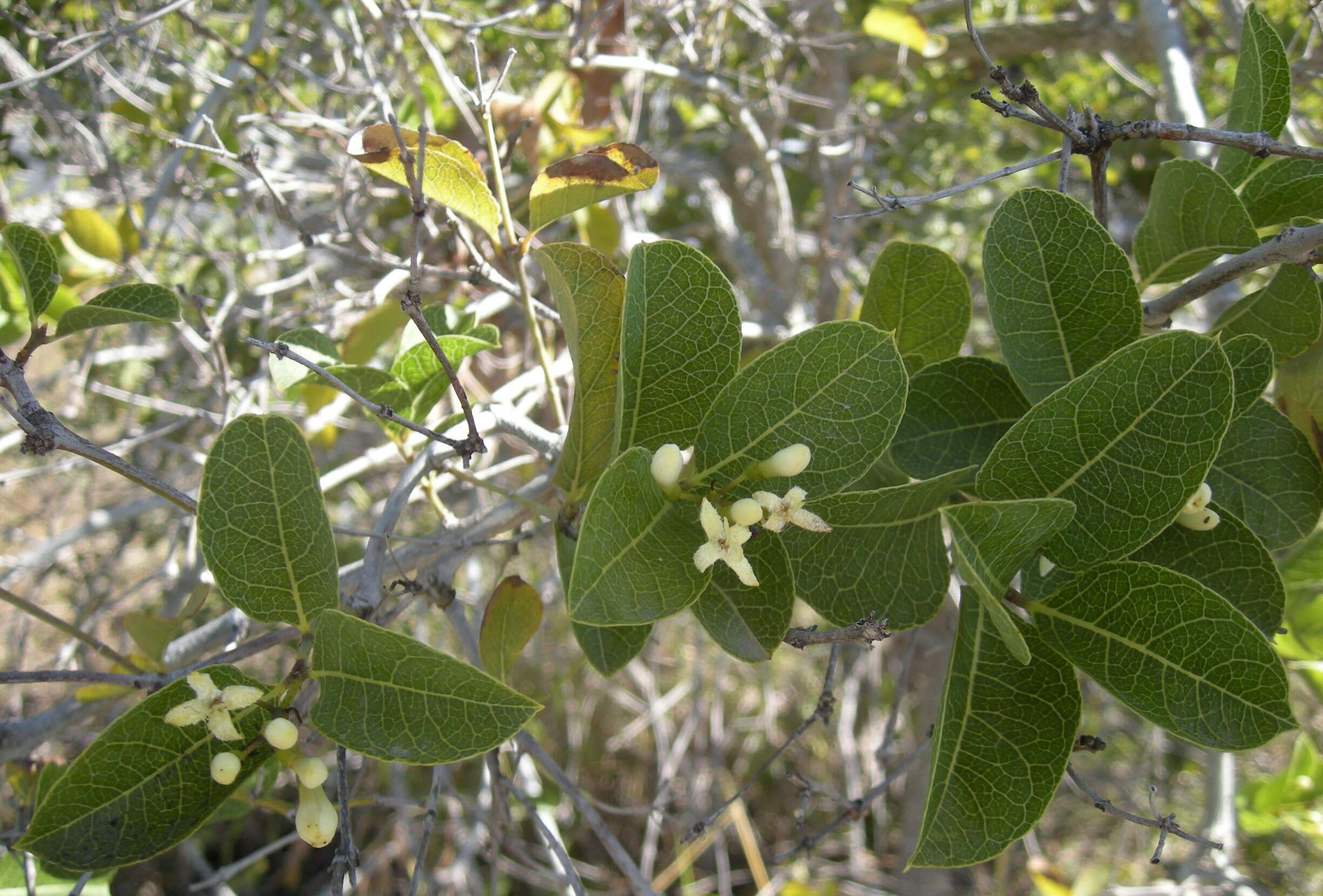 Plancia ëd Coelospermum reticulatum (F. Muell.) Benth.