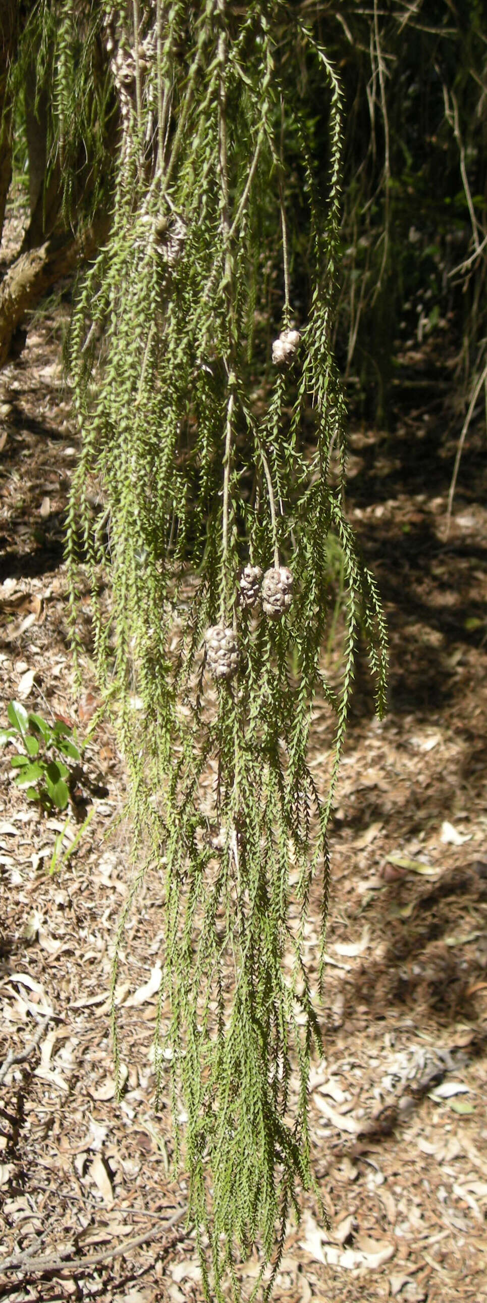 Image of Melaleuca irbyana R. T. Baker