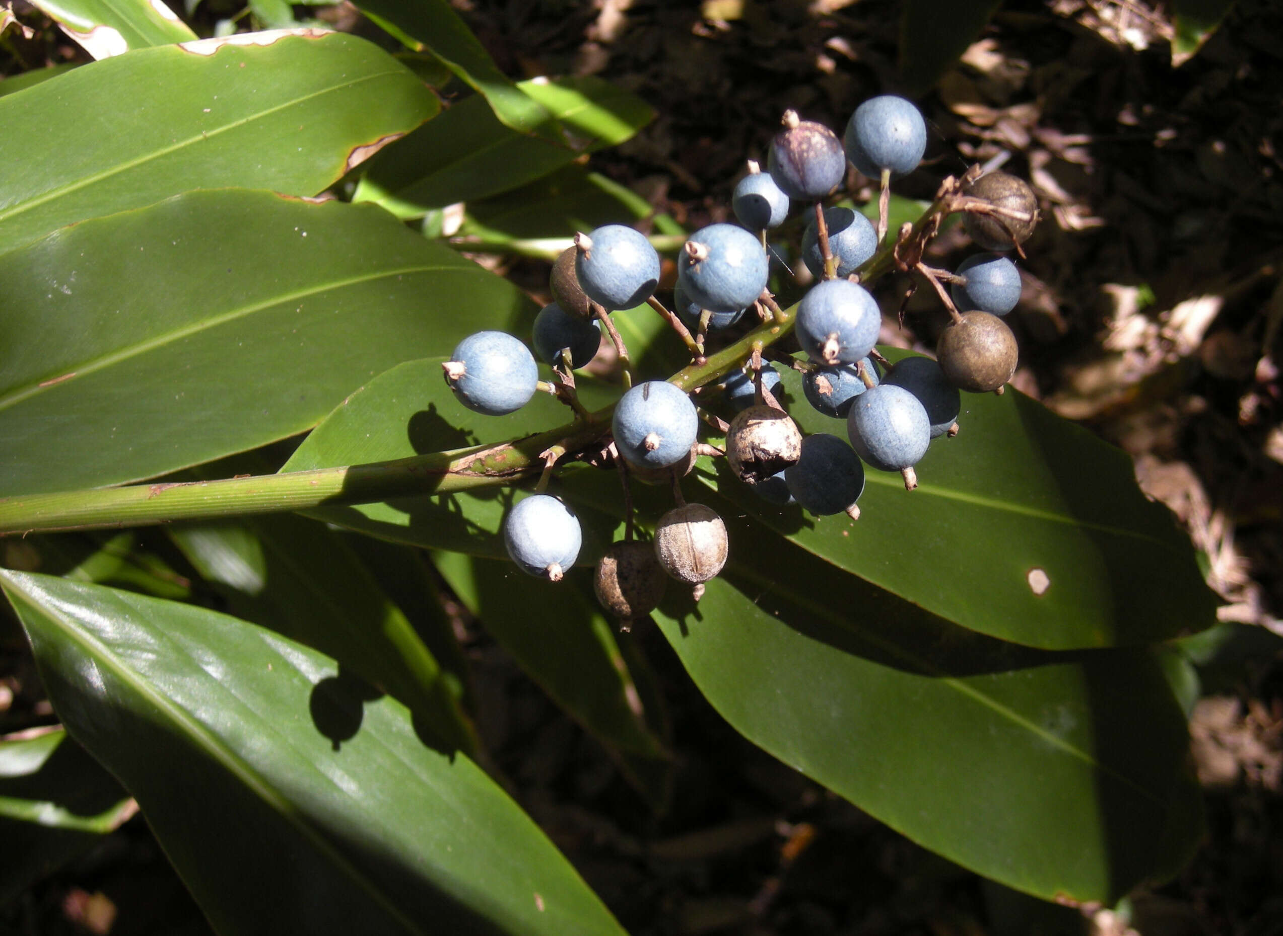 Image of Blue Berry Ginger