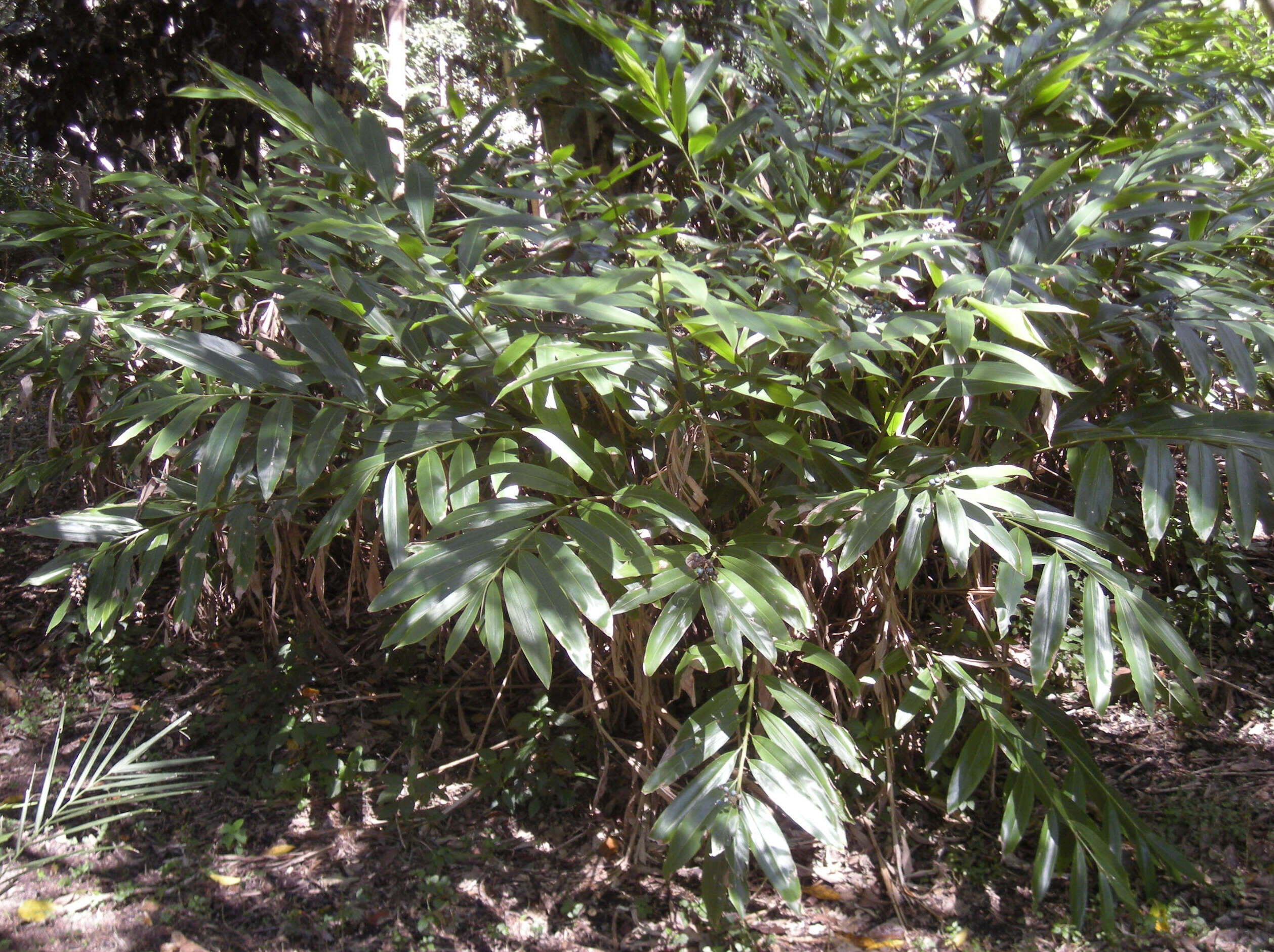 Image of Blue Berry Ginger