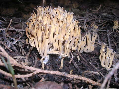 Image of Ramaria fennica (P. Karst.) Ricken 1920