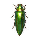 Chrysochroa vittata (Fabricius 1775)的圖片