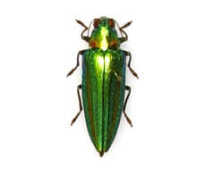 Image de Chrysochroa vittata (Fabricius 1775)