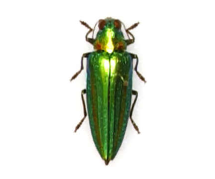 Image of Chrysochroa vittata (Fabricius 1775)