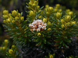 Ozothamnus ledifolius (A. Cunn. ex DC.) Hook. fil. resmi