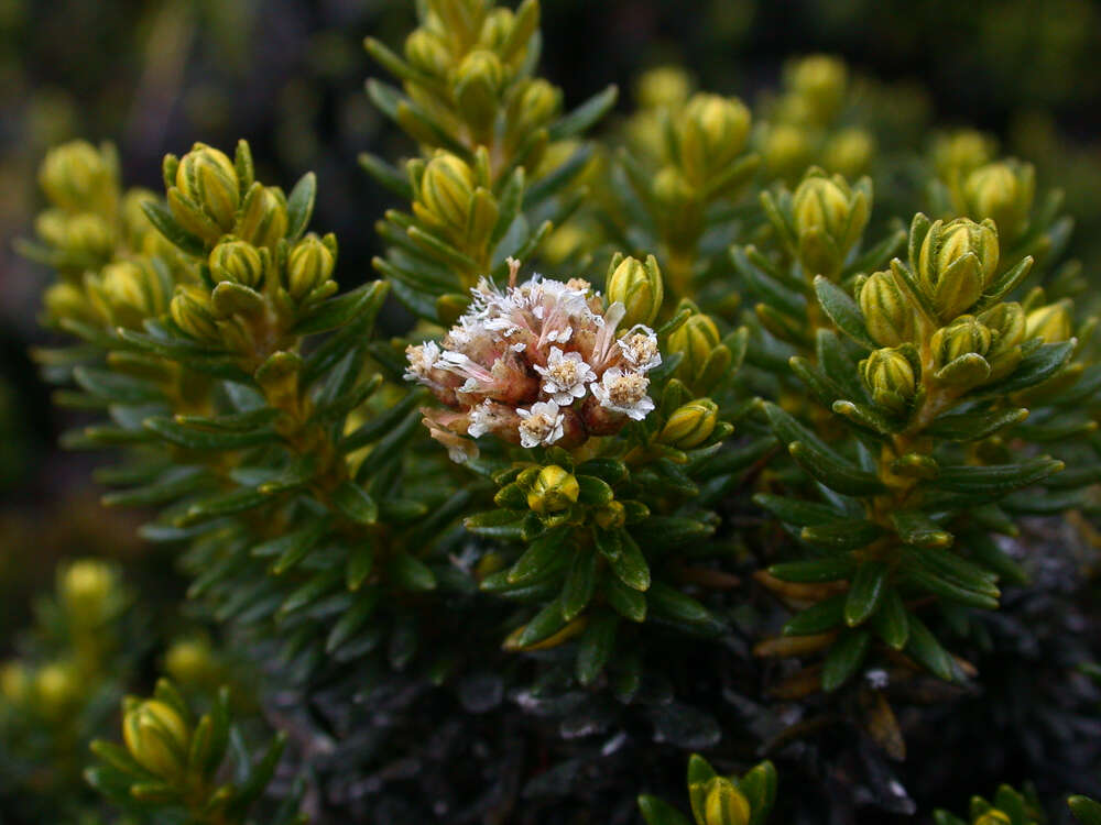 Ozothamnus ledifolius (A. Cunn. ex DC.) Hook. fil. resmi