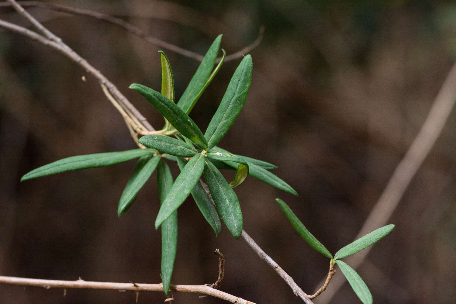 Image de Pittosporum bicolor Hook.