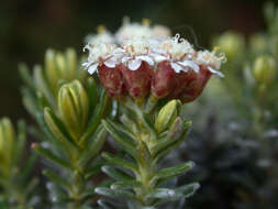 Ozothamnus ledifolius (A. Cunn. ex DC.) Hook. fil. resmi