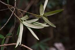 Image de Pittosporum bicolor Hook.