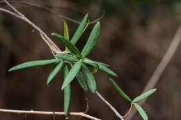 Image de Pittosporum bicolor Hook.