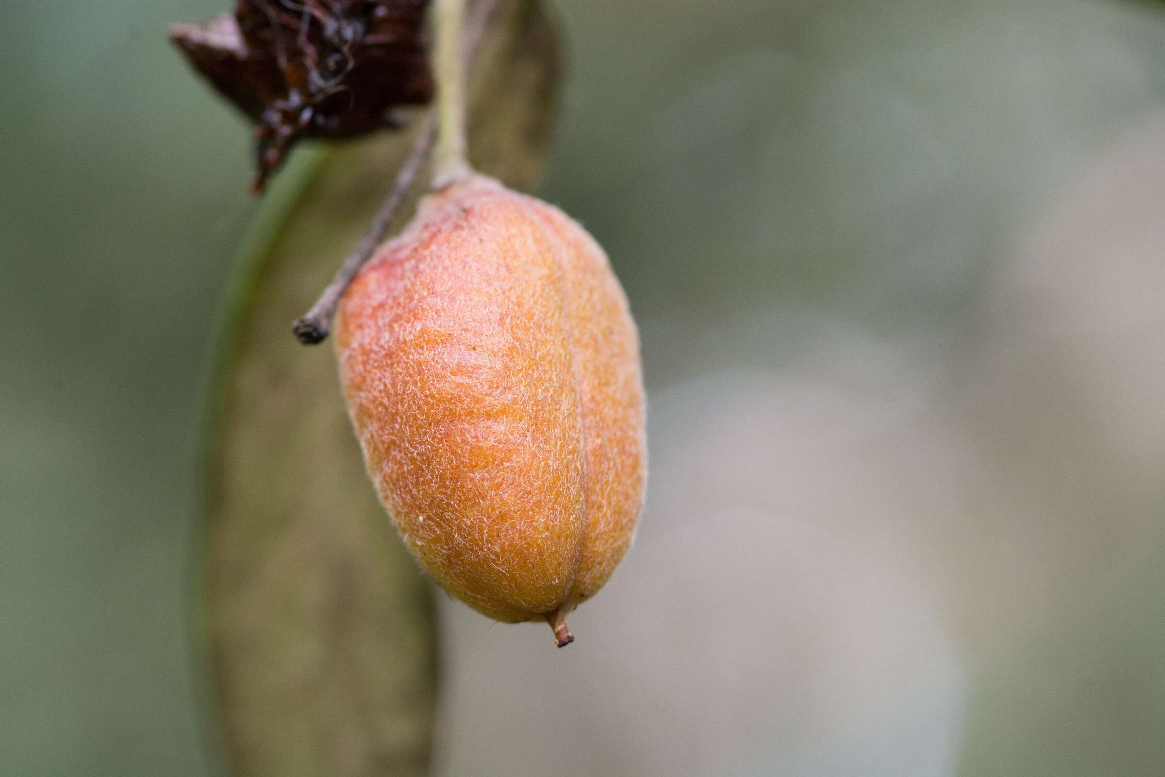 Image de Pittosporum bicolor Hook.