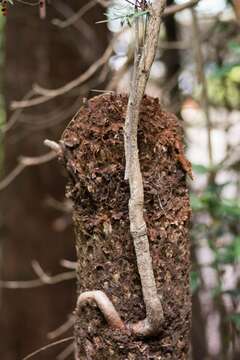 Image de Pittosporum bicolor Hook.