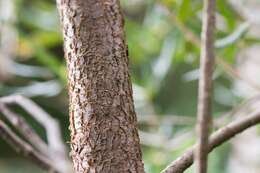 Image de Pittosporum bicolor Hook.