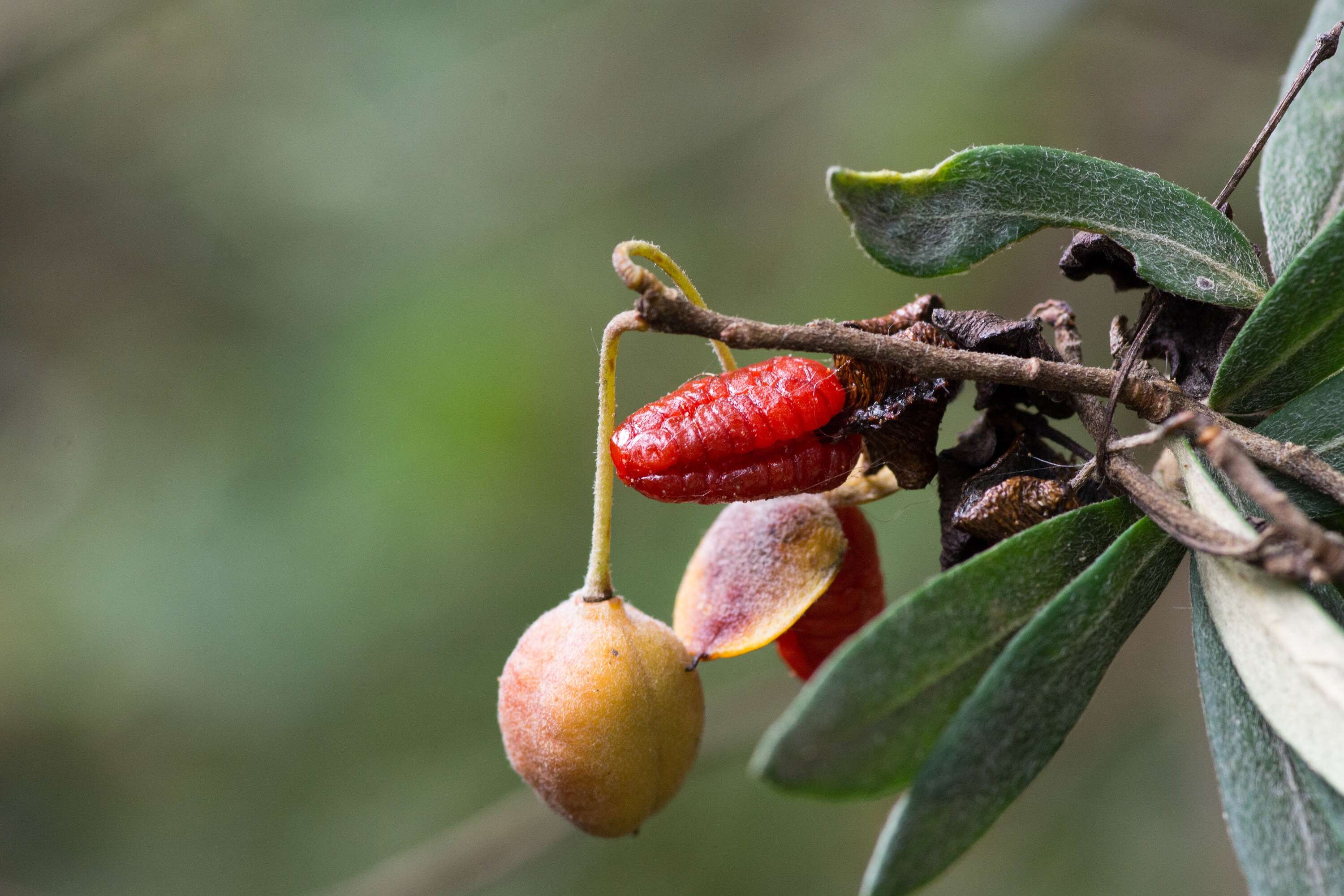 Image de Pittosporum bicolor Hook.