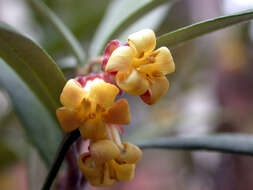 Image de Pittosporum bicolor Hook.