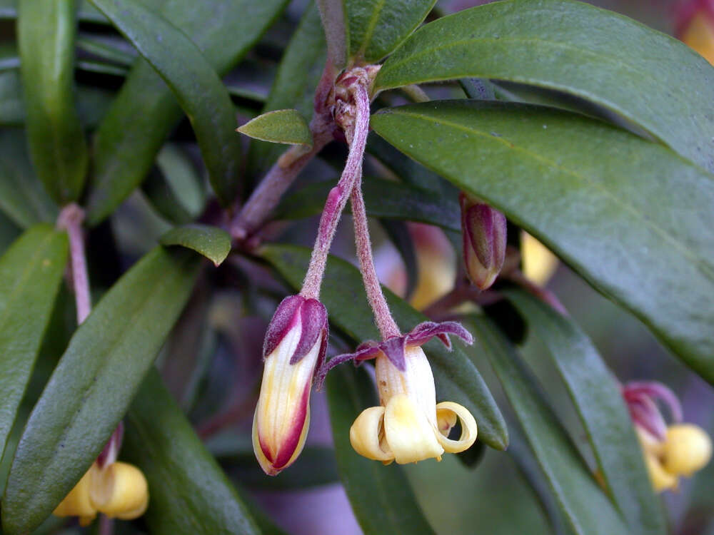 Image de Pittosporum bicolor Hook.