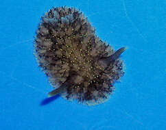 Image of Acanthodoris brunnea MacFarland 1905