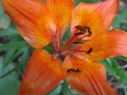 Image of orange lily