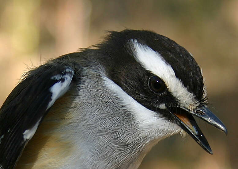 Image de Miro à flancs chamois