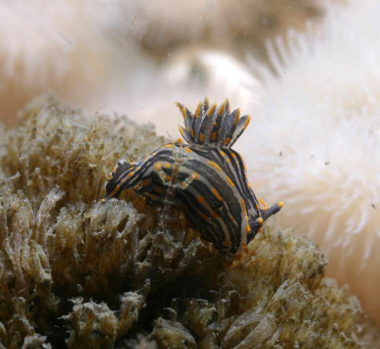 Image of orange-spike polycera