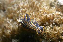 Image of orange-spike polycera