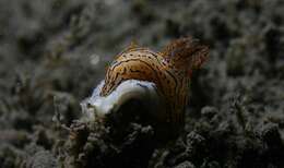 Image of orange-spike polycera