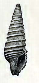 Image of Pulsarella cognata (E. A. Smith 1877)
