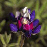 Image de Lupinus nanus Benth.